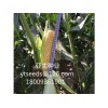 專業(yè)供應(yīng)優(yōu)質(zhì)糧食類種子 專業(yè)代繁大田糧食種子價(jià)格