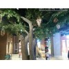 沈陽仿真樹雕塑廠家——想要造型好的假樹雕塑就到沈陽蒸日園林雕塑